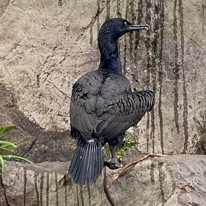 Bank cormorant 160220