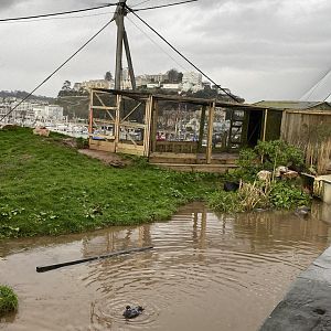 Bearded tit (right hand side) and second aviary 160220