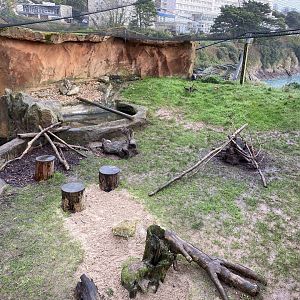 Asian small-clawed otter enclosure 160220