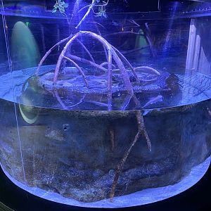 Four-eyed fish exhibit 160220