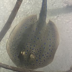Bluespotted ribbontail ray 160220