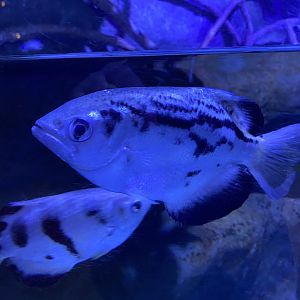 Banded archer fish 160220