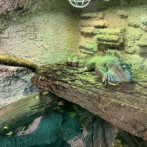 Common green iguana 070320