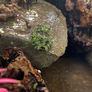 Vietnamese mossy frog 070320