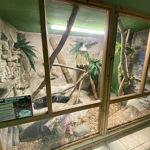Boa constrictor exhibit 070320