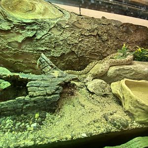 Western hognose snake 070320