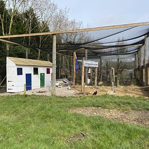 Striated caracara aviary 070320