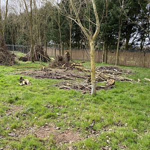 Golden jackal enclosure 070320