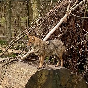 Golden jackal 070320