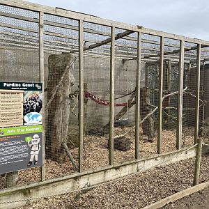 Pardine genet enclosure 070320