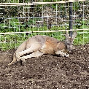 Red kangaroo 070320
