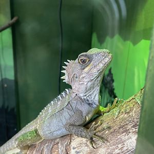 Gariau forest dragon 070320