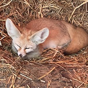 Fennec fox 070320