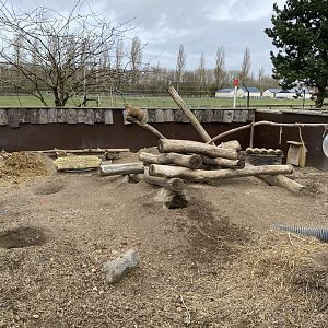 Black-tailed prairie dog enclosure 070320