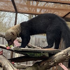 Tayra 070320