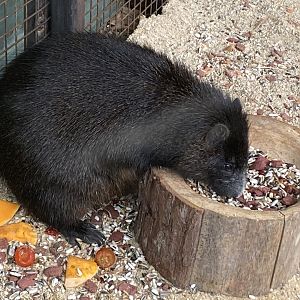 Desmarest's hutia 070320