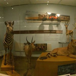 Grasslands & Prairies