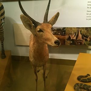 Southern Reedbuck Front View
