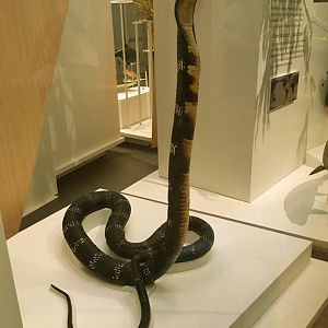 King Cobra Side View