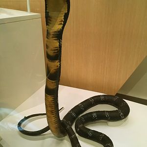 King Cobra