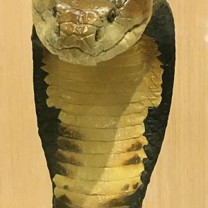 King Cobra Closeup