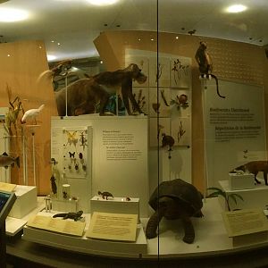 Biodiversity Distributed