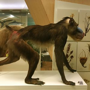 Mandrill