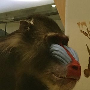 Mandrill Closeup