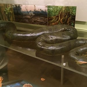 Green Anaconda