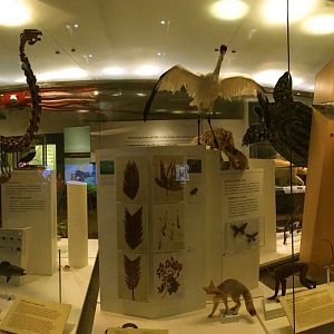 Biodiversity At Risk