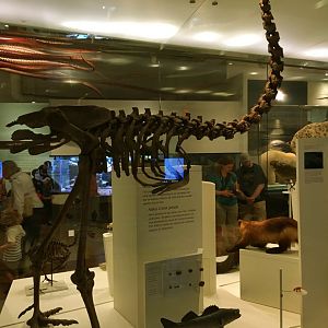 Giant Moa Skeleton