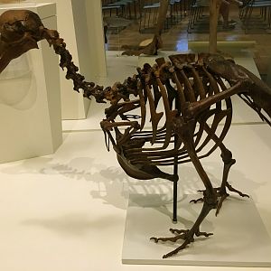 Dodo Skeleton