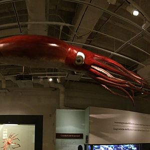 Giant Squid