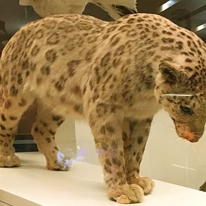 Snow Leopard