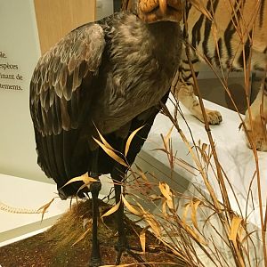 Shoebill Front View