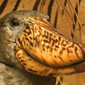 Shoebill Closeup