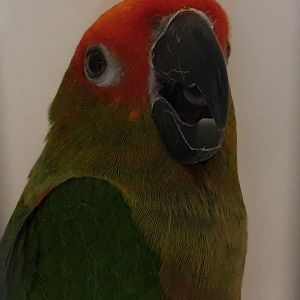 Golden-capped parakeet - Aratinga auricapilla