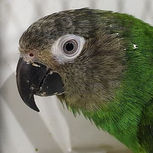 Dusky-headed parakeet - Aratinga weddellii