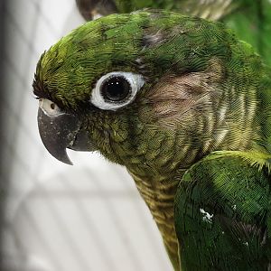 Maroon-bellied parakeet - Pyrrhura frontalis chiripepe