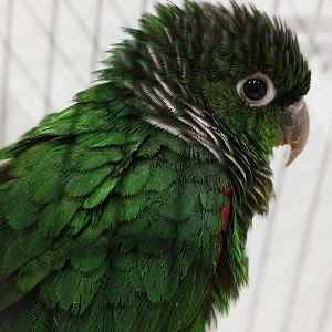 Maroon-tailed parakeet - Pyrrhura melanura pacifica