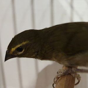 Yellow-faced grassquit