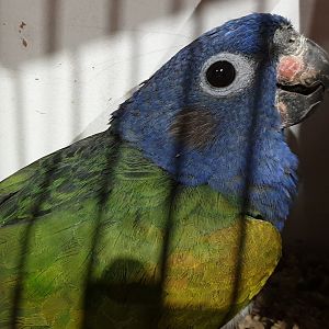 Blue-headed parrot