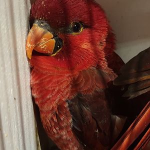 Cardinal lory