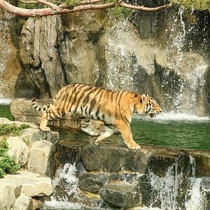 Siberian Tiger