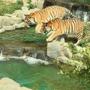 Siberian Tigers