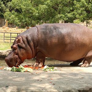 Hippopotamus