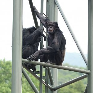 Chimpanzees