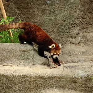 Red Panda