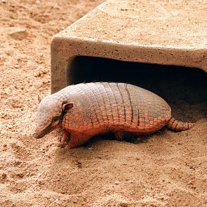 Six-banded Armadillo