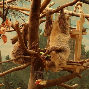 Two-toed Sloths